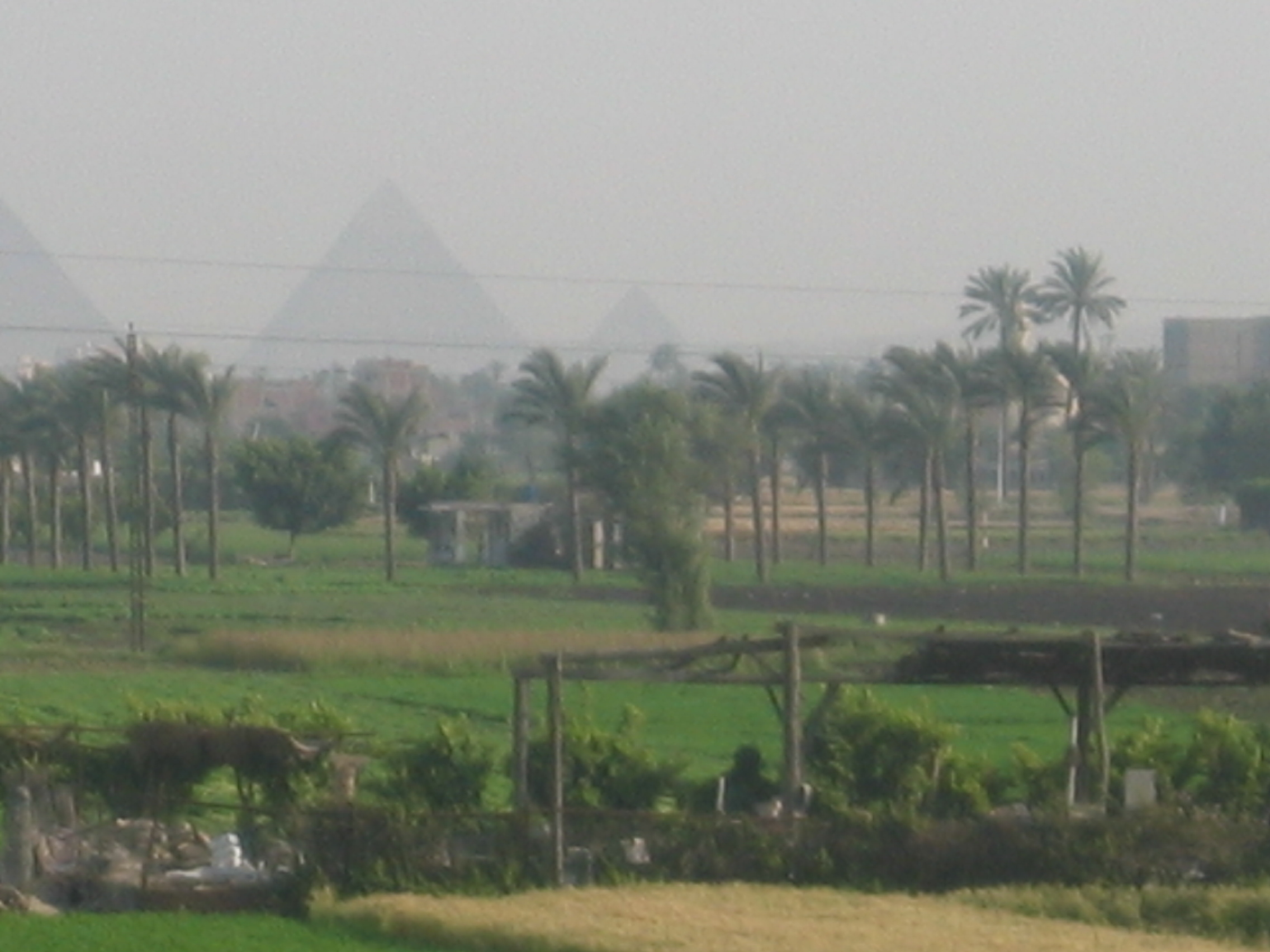 Egipto, 2007. Giza. Cultivos