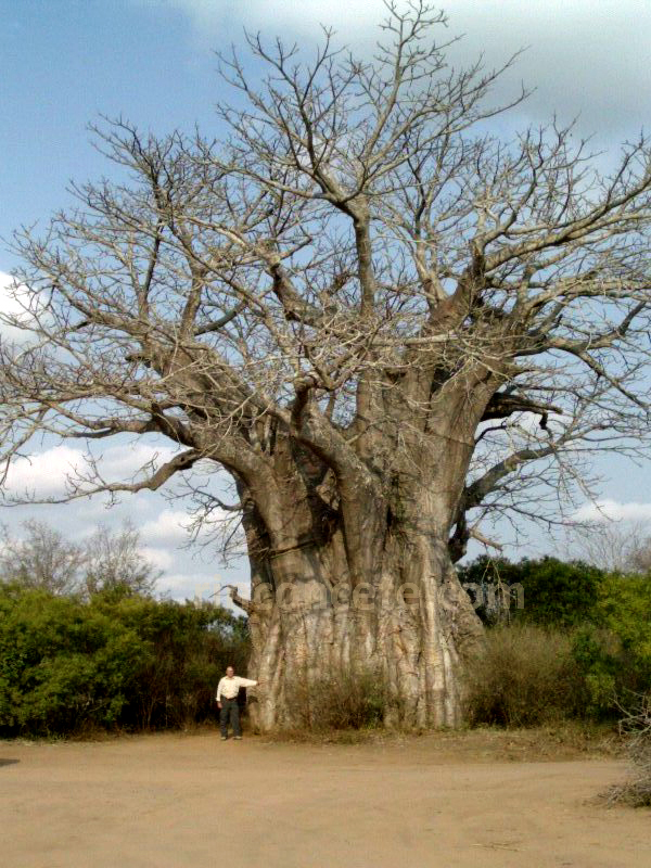 Kruger,2003. Junto a un baoba