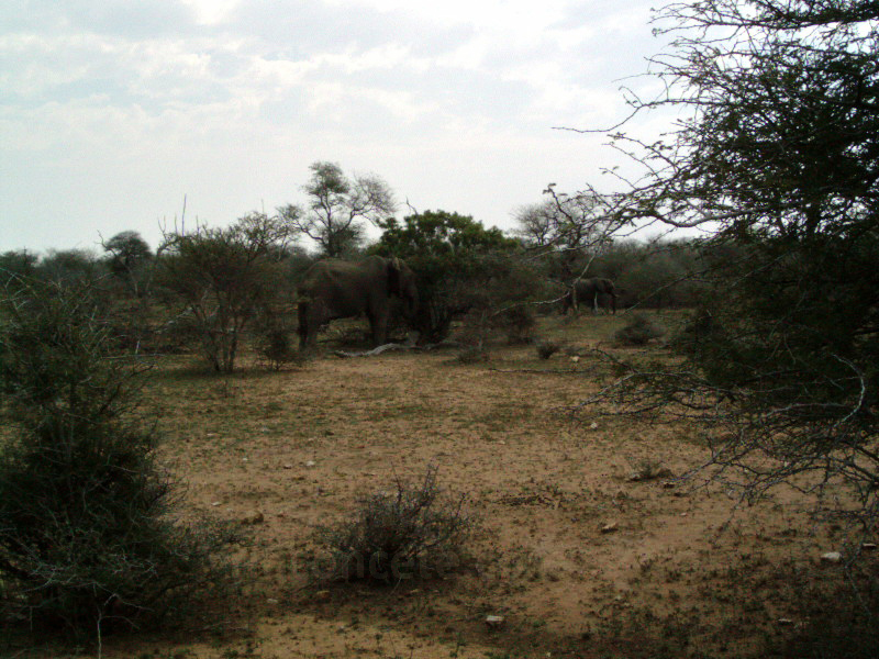 Kruger,2003. Elefantes